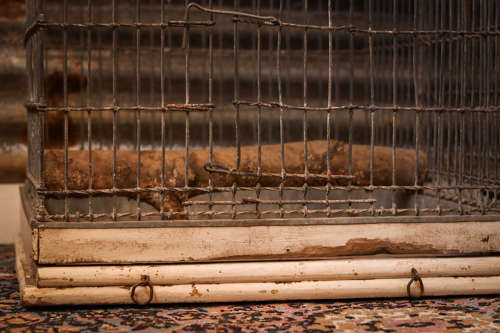 Very large victorian monkey cage