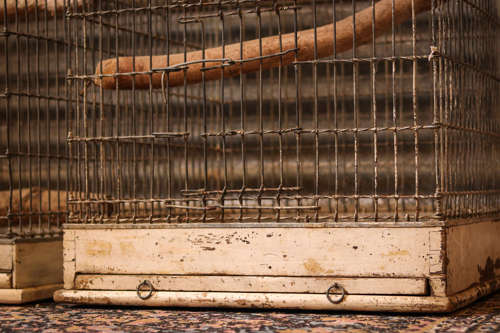 Very large victorian monkey cage